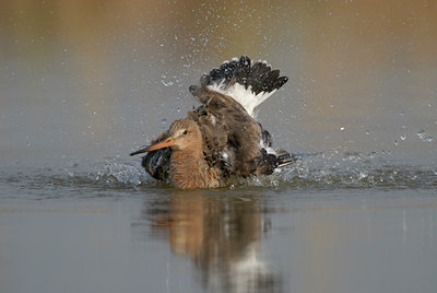 BUITEN BEELD Foto: 39042