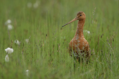 BUITEN BEELD Foto: 39048