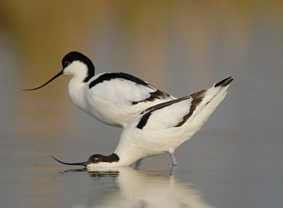 BUITEN BEELD Foto: 39049