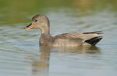 BUITEN BEELD Foto: 39050