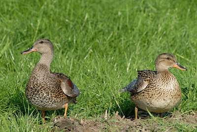 BUITEN BEELD Foto: 39054