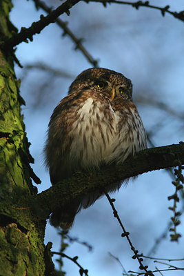 BUITEN BEELD Foto: 39057