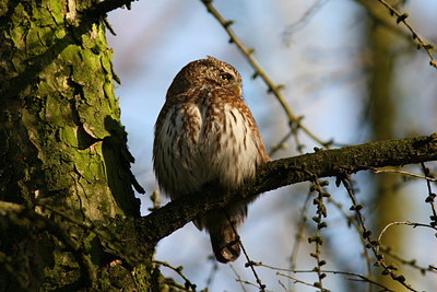 BUITEN BEELD Foto: 39061