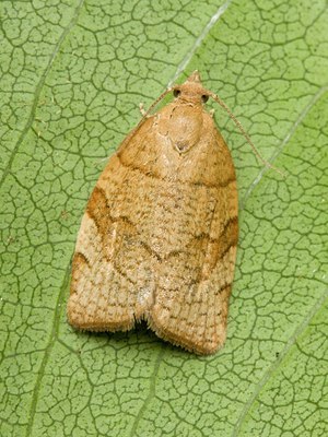 BUITEN BEELD Foto: 39070