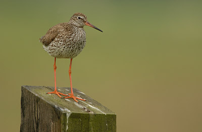BUITEN BEELD Foto: 39072