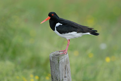 BUITEN BEELD Foto: 39108