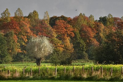 BUITEN BEELD Foto: 39135