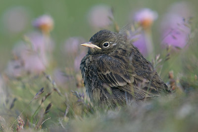BUITEN BEELD Foto: 39154