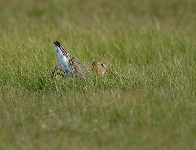 BUITEN BEELD Foto: 39168