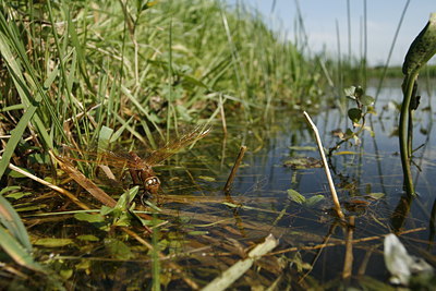 BUITEN BEELD Foto: 39170