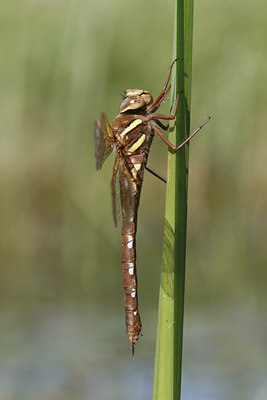 BUITEN BEELD Foto: 39172