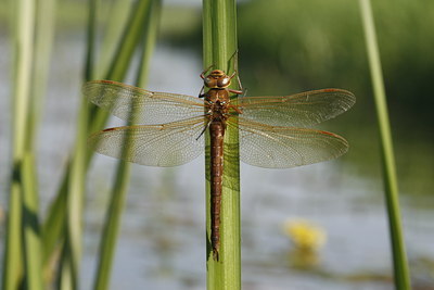 BUITEN BEELD Foto: 39175