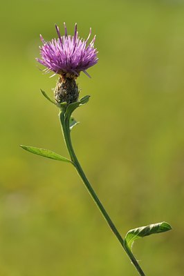 BUITEN BEELD Foto: 39185