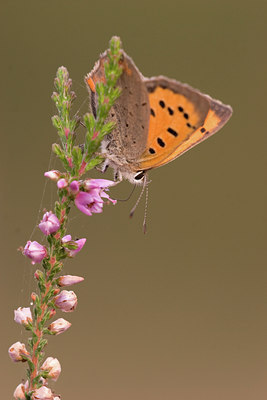 BUITEN BEELD Foto: 39195