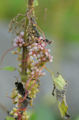 BUITEN BEELD Foto: 39243