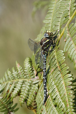 BUITEN BEELD Foto: 39248