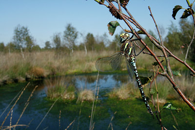 BUITEN BEELD Foto: 39256