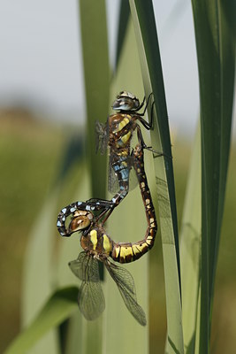 BUITEN BEELD Foto: 39261