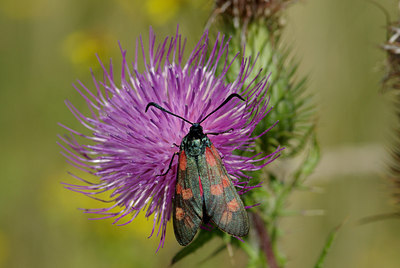 BUITEN BEELD Foto: 39272