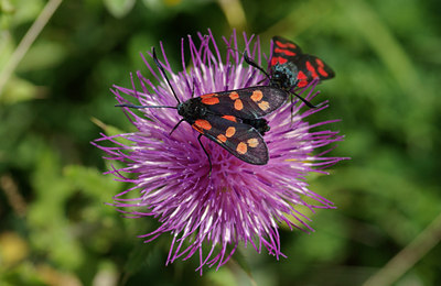BUITEN BEELD Foto: 39273