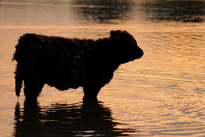 BUITEN BEELD Foto: 39294