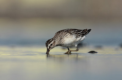 BUITEN BEELD Foto: 39321