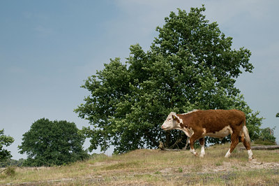 BUITEN BEELD Foto: 39356