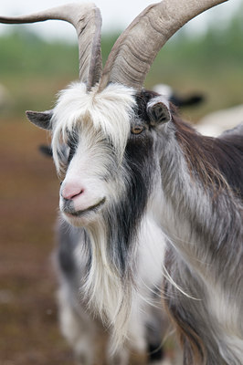 BUITEN BEELD Foto: 39376