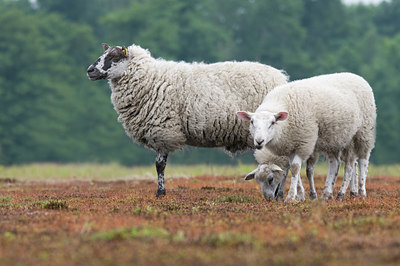 BUITEN BEELD Foto: 39377