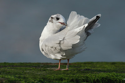 BUITEN BEELD Foto: 39382
