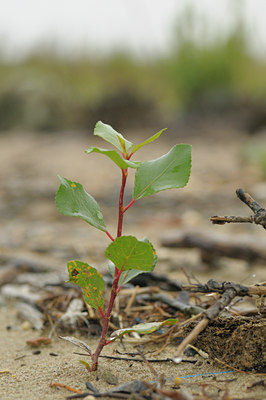 BUITEN BEELD Foto: 39403