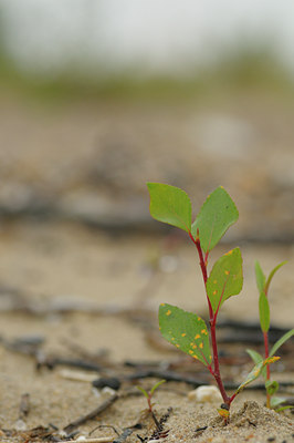 BUITEN BEELD Foto: 39404