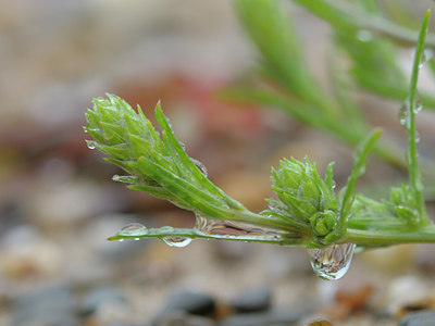 BUITEN BEELD Foto: 39405