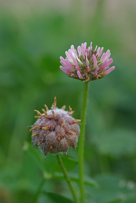 BUITEN BEELD Foto: 39409