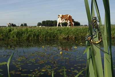 BUITEN BEELD Foto: 39431