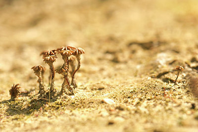 BUITEN BEELD Foto: 39437
