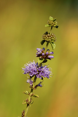 BUITEN BEELD Foto: 39440