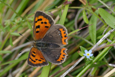 BUITEN BEELD Foto: 39496