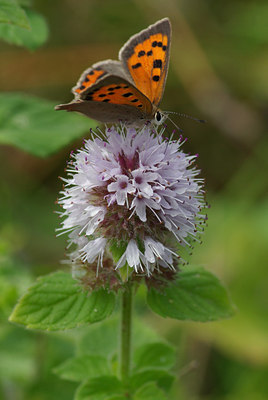 BUITEN BEELD Foto: 39500