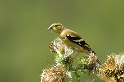 BUITEN BEELD Foto: 39510