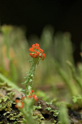 BUITEN BEELD Foto: 39512