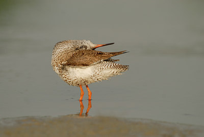 BUITEN BEELD Foto: 39535