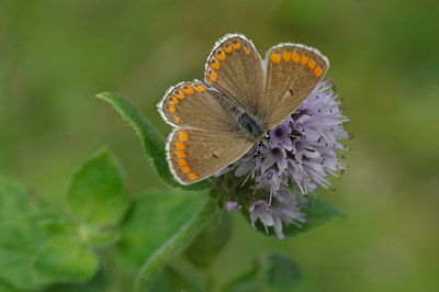 BUITEN BEELD Foto: 39544