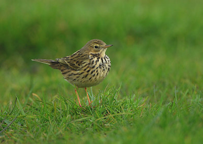 BUITEN BEELD Foto: 39560