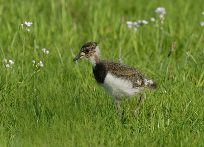 BUITEN BEELD Foto: 39563