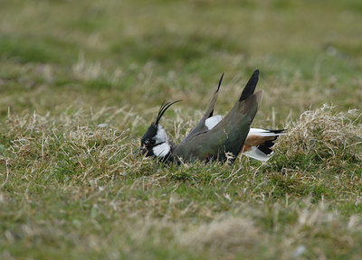 BUITEN BEELD Foto: 39566
