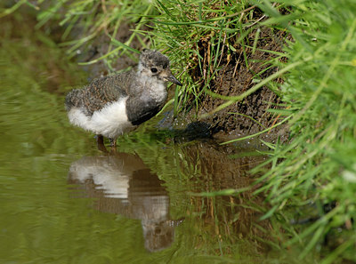 BUITEN BEELD Foto: 39567