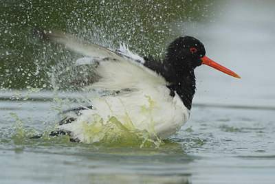BUITEN BEELD Foto: 39569