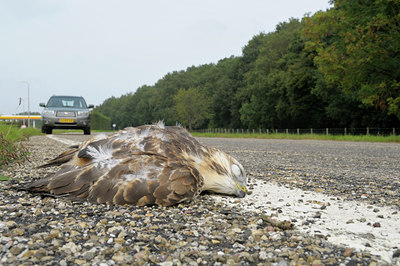 BUITEN BEELD Foto: 39595
