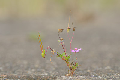 BUITEN BEELD Foto: 39603